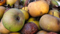 bioodpad apples-7464059 1280